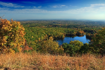 Landscape tree nature forest Photo