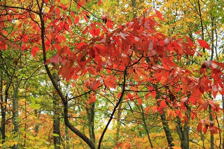 Tree nature forest branch Photo