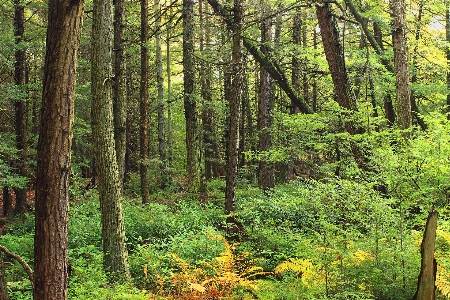 Baum natur wald wildnis
 Foto