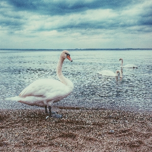 Фото море вода птица облако