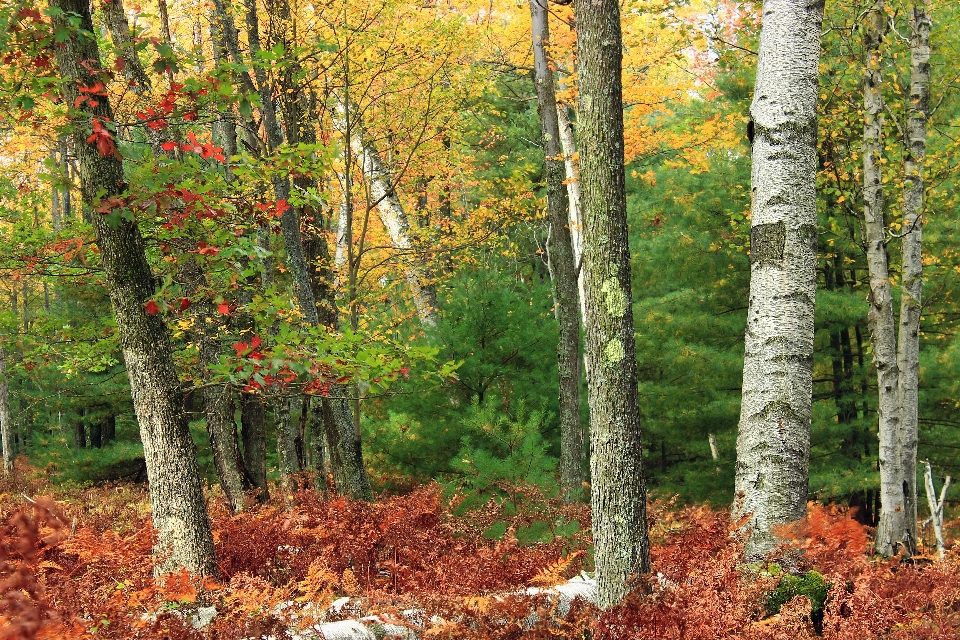 árbol naturaleza bosque desierto
