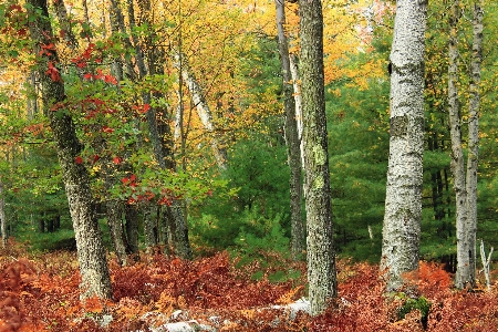 Baum natur wald wildnis
 Foto