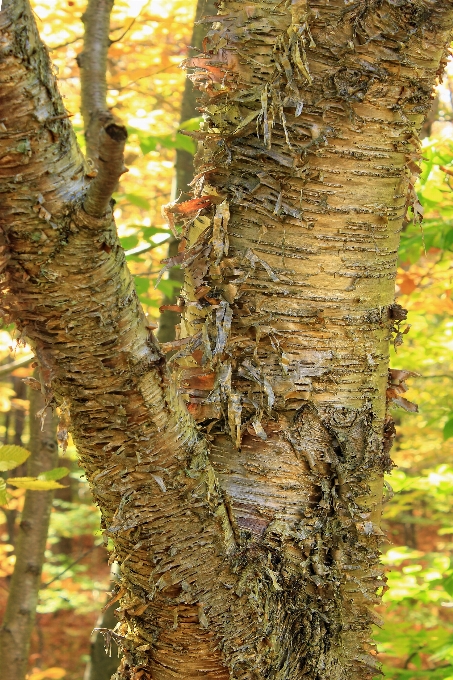 Tree nature forest branch