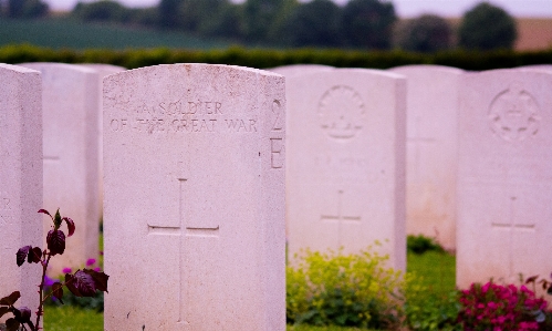 Photo Fleur cimetière rose grave