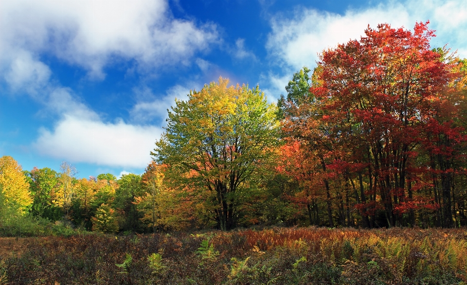 Paesaggio albero natura foresta