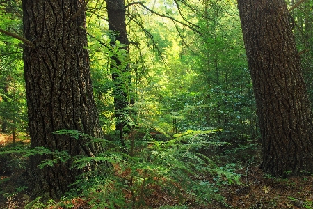 Baum natur wald wildnis
 Foto