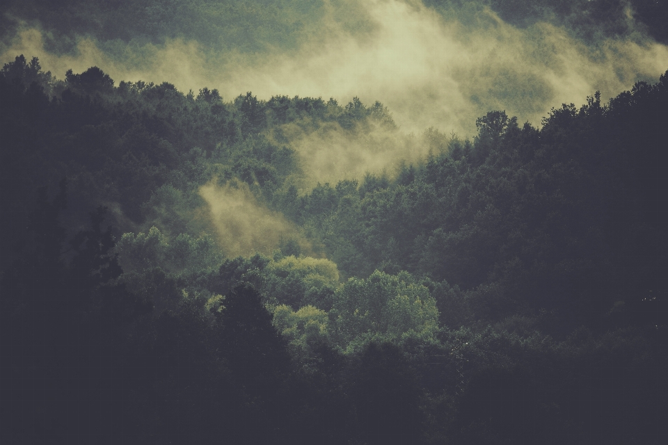 Tree nature forest horizon