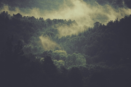 Tree nature forest horizon Photo