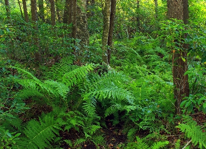 Foto Alam hutan tanaman lintas alam
