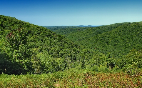 Landscape tree nature forest Photo