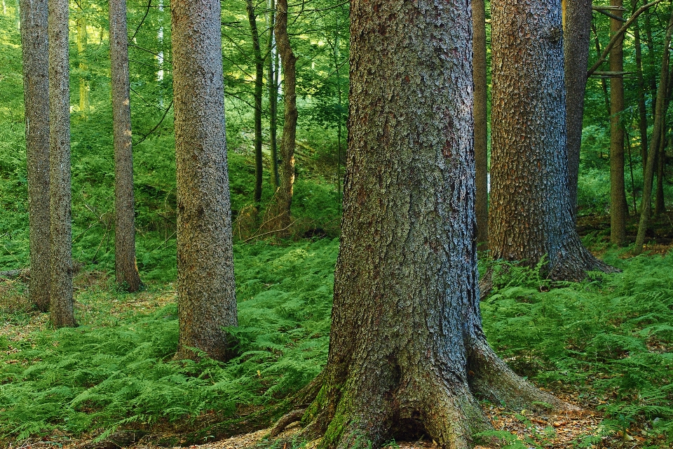 Baum natur wald anlage