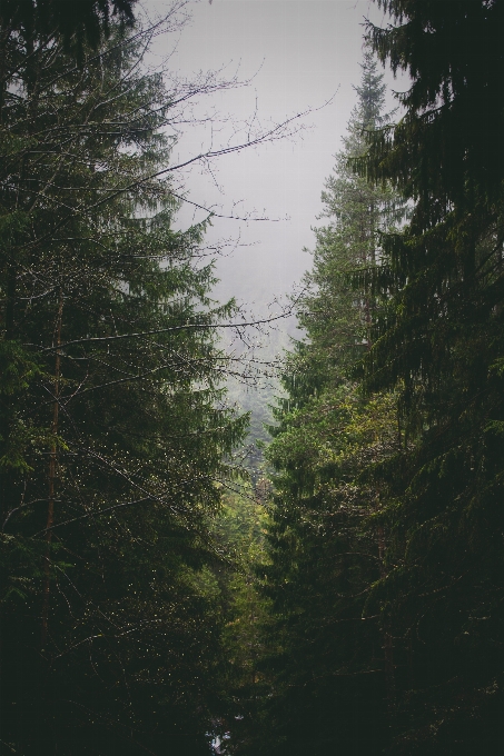 Albero acqua natura foresta