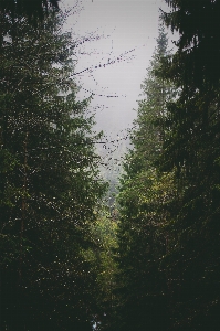 Tree water nature forest Photo