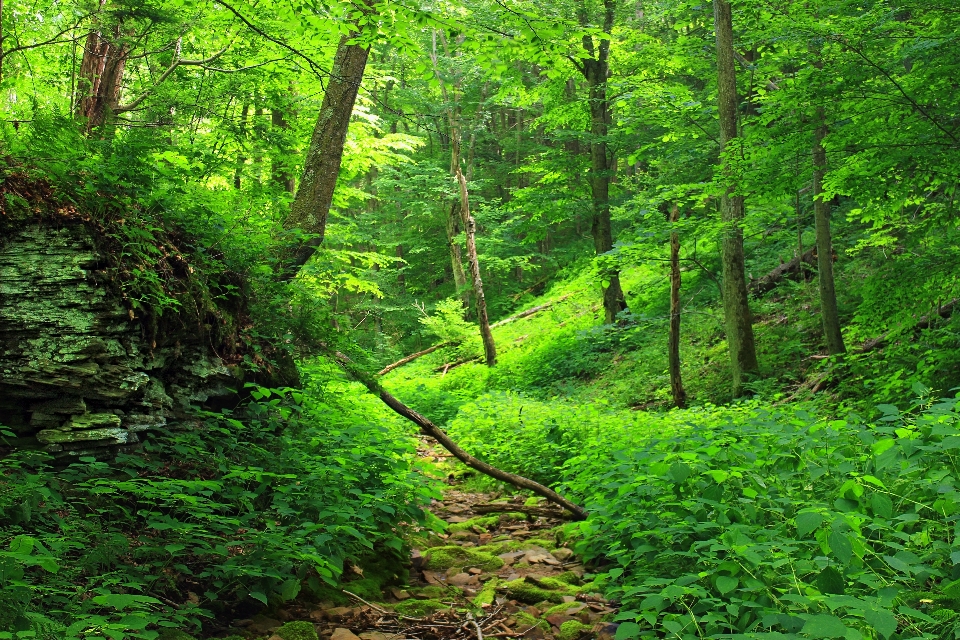 árbol naturaleza bosque arroyo
