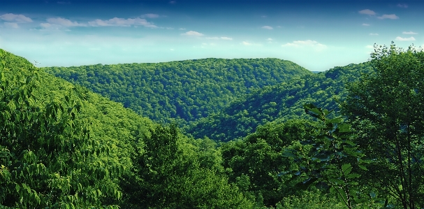 風景 木 自然 森 写真