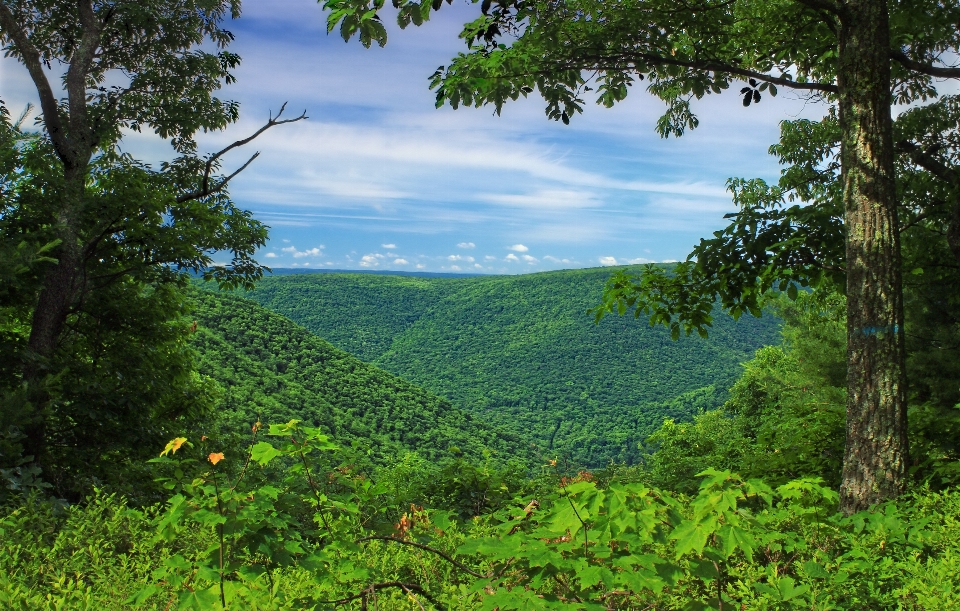 Krajobraz drzewo natura las