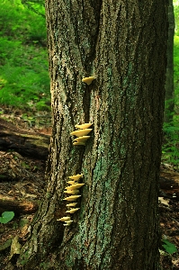 Tree nature forest branch Photo