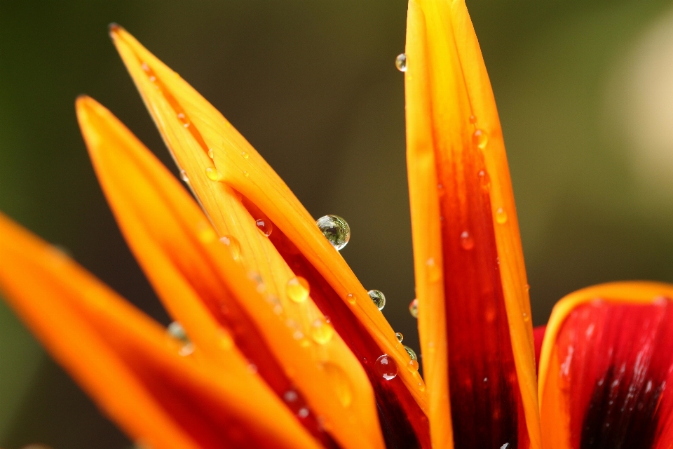 Eau rosée usine la photographie