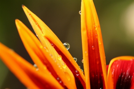 Water dew plant photography Photo