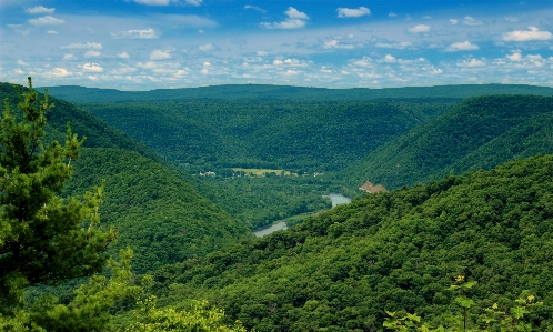 Landscape tree nature forest Photo