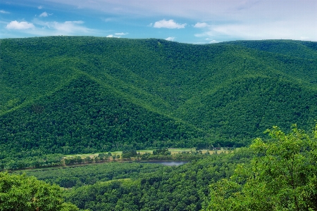 Landscape tree nature forest Photo