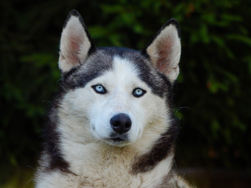 狗 哺乳动物 狗品种
 雪橇犬
