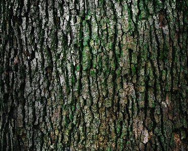 Foto Albero foresta ramo pianta