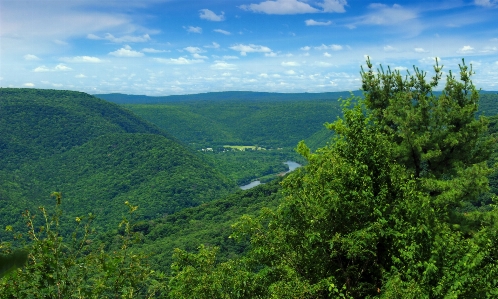 Landscape tree nature forest Photo