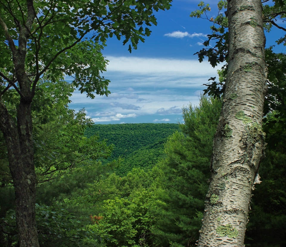 Landscape tree nature forest