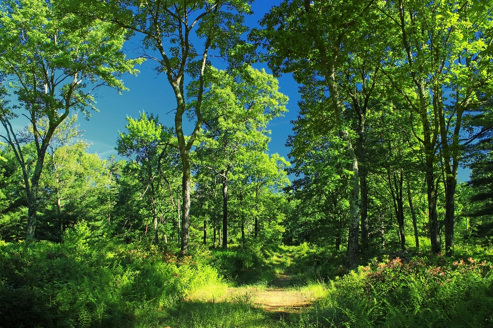 árbol naturaleza bosque camino