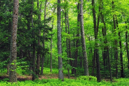 Tree nature forest wilderness Photo