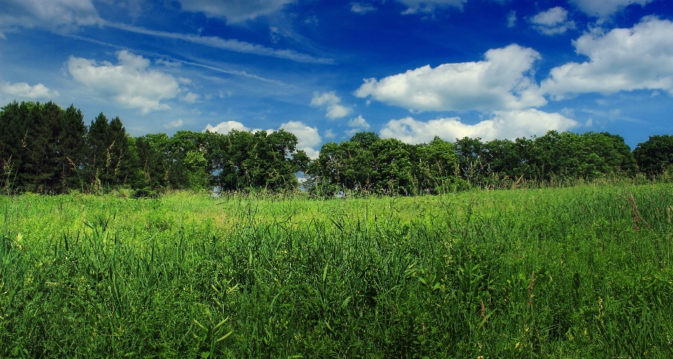 Krajobraz drzewo natura las