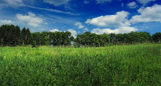 Landscape tree nature forest Photo