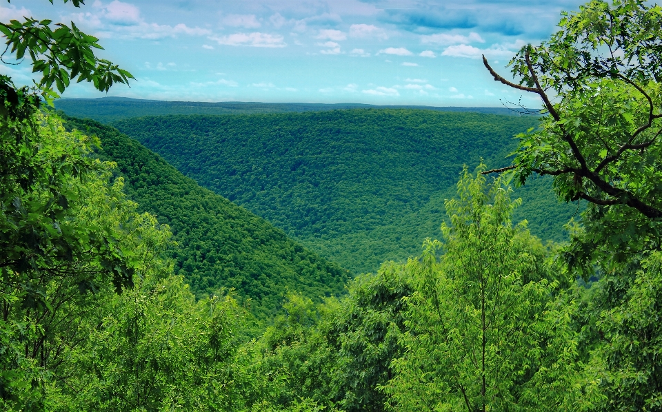 Landscape tree nature forest