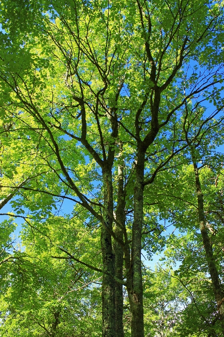 árbol naturaleza bosque rama