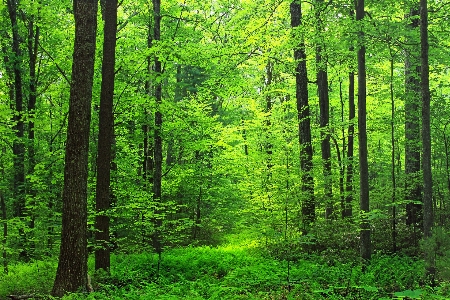 Tree nature forest plant Photo