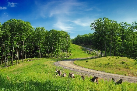 Landscape tree nature forest Photo