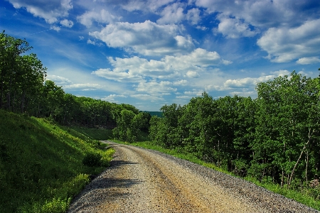 Landscape tree nature forest Photo