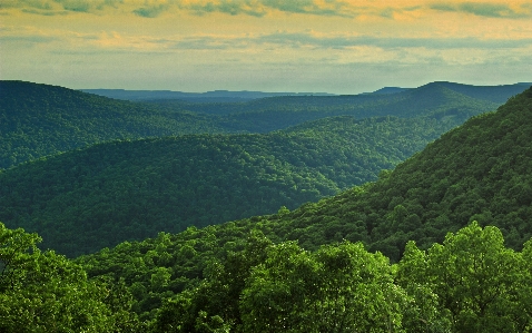 Landscape tree nature forest Photo