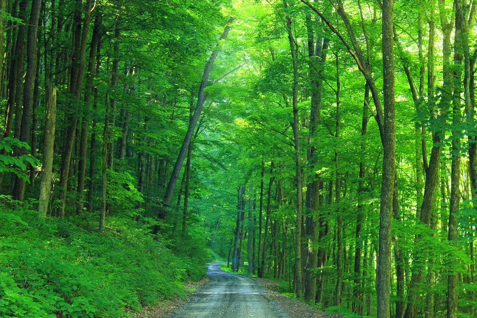 树 自然 森林 荒野