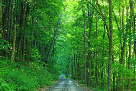 Foto árbol naturaleza bosque desierto
