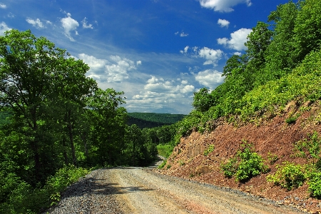 Landscape tree nature forest Photo