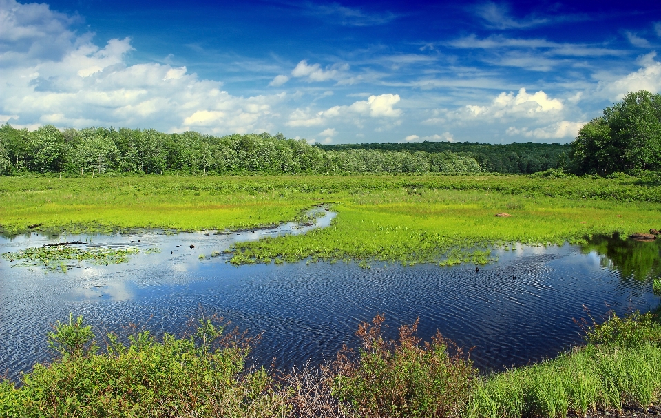 пейзаж дерево вода природа