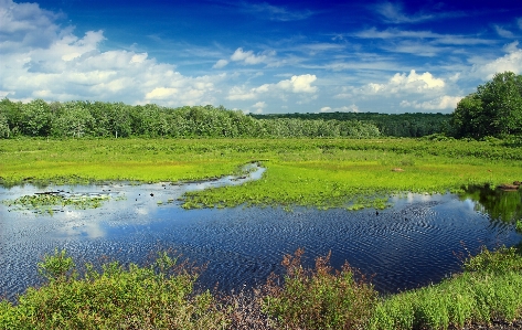 Landscape tree water nature Photo