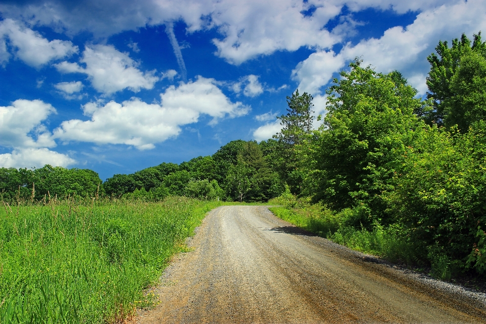 Paesaggio albero natura foresta