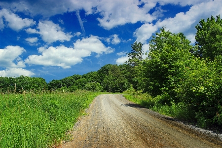 Landscape tree nature forest Photo