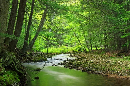 Photo Arbre nature forêt ruisseau
