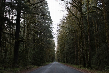 Foto Albero natura foresta ramo