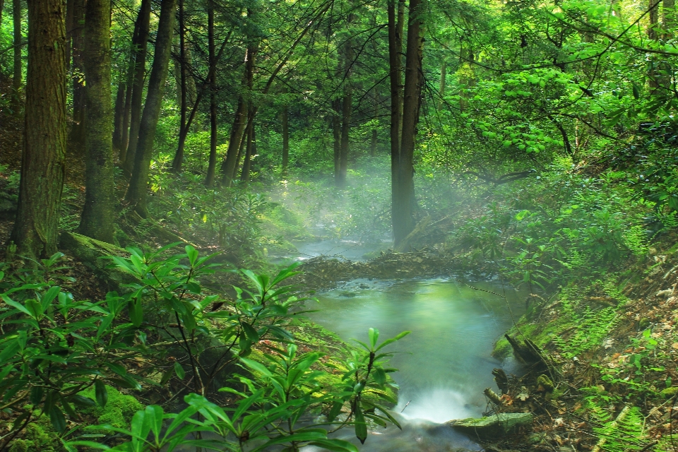 Hutan sungai kecil
 rawa gurun
