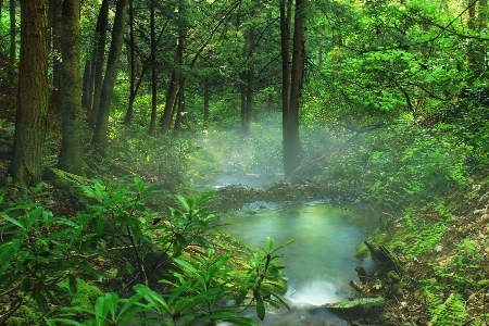 森 クリーク
 沼地 荒野
 写真